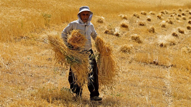 مشاور مالیاتی اتاق اصناف گفت: تصمیم دولت از این نظر مهم است که می‌خواهیم در بخش‌هایی مالیات بگیریم که تاکنون مالیات نگرفته ایم؛ اما باید توجه داشت که بخش کشاورزی ایران؛ همچنان بخش سنتی بوده و مکانیزه نیست.